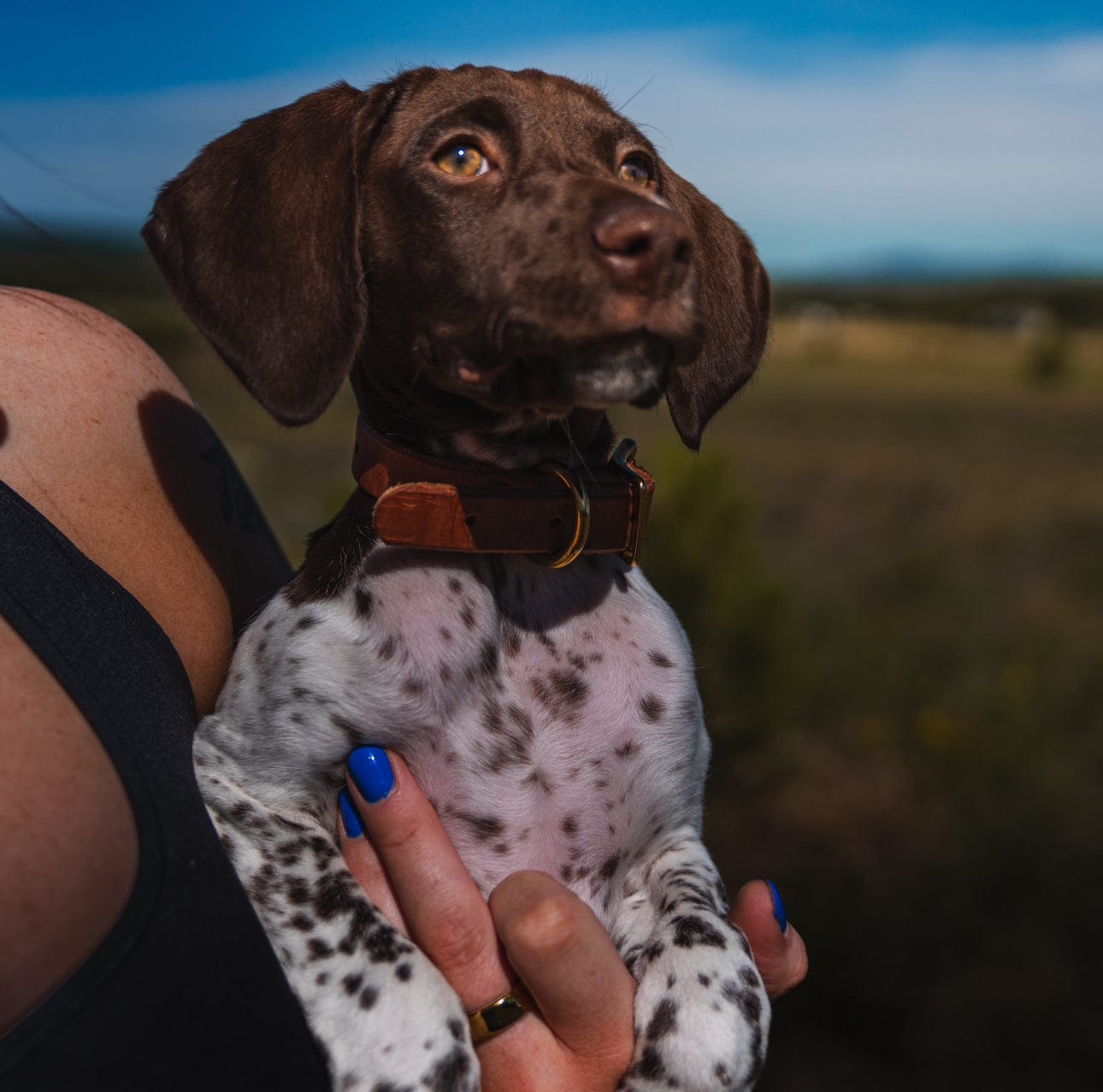 Puppy Collar